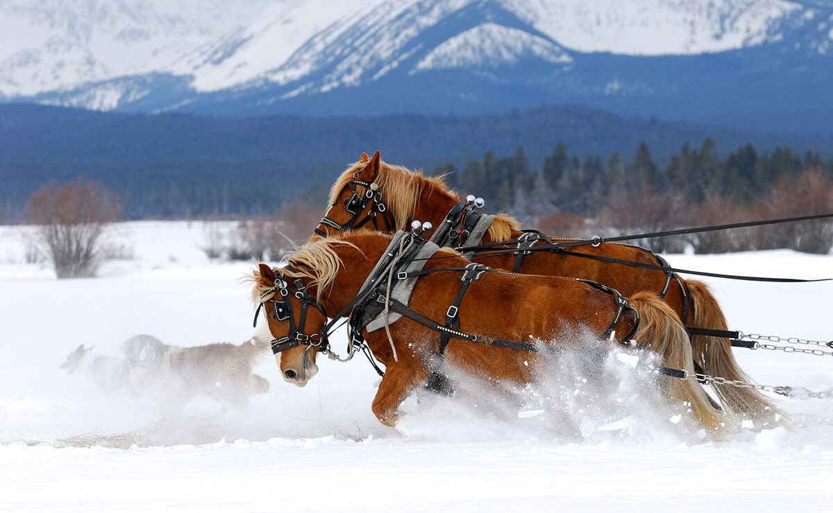 Belgium Draft Horses – Synergy & Coaching